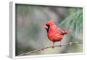 Northern Cardinal-Gary Carter-Framed Photographic Print