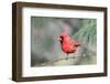 Northern Cardinal-Gary Carter-Framed Photographic Print