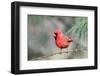 Northern Cardinal-Gary Carter-Framed Photographic Print