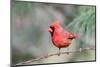 Northern Cardinal-Gary Carter-Mounted Photographic Print