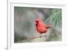 Northern Cardinal-Gary Carter-Framed Photographic Print