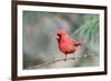 Northern Cardinal-Gary Carter-Framed Photographic Print