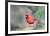 Northern Cardinal-Gary Carter-Framed Photographic Print