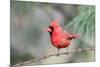 Northern Cardinal-Gary Carter-Mounted Photographic Print