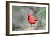 Northern Cardinal-Gary Carter-Framed Photographic Print