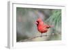 Northern Cardinal-Gary Carter-Framed Photographic Print