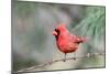 Northern Cardinal-Gary Carter-Mounted Photographic Print