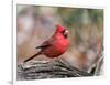 Northern Cardinal-Gary Carter-Framed Photographic Print