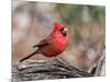 Northern Cardinal-Gary Carter-Mounted Photographic Print