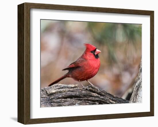 Northern Cardinal-Gary Carter-Framed Photographic Print