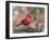 Northern Cardinal-Gary Carter-Framed Photographic Print