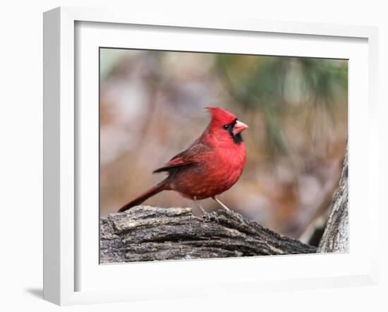 Northern Cardinal-Gary Carter-Framed Photographic Print