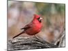 Northern Cardinal-Gary Carter-Mounted Photographic Print