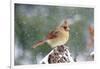 Northern Cardinal-Gary Carter-Framed Photographic Print