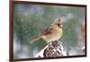 Northern Cardinal-Gary Carter-Framed Photographic Print