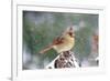 Northern Cardinal-Gary Carter-Framed Photographic Print