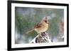 Northern Cardinal-Gary Carter-Framed Photographic Print