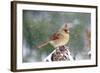 Northern Cardinal-Gary Carter-Framed Photographic Print