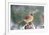 Northern Cardinal-Gary Carter-Framed Photographic Print