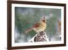 Northern Cardinal-Gary Carter-Framed Photographic Print