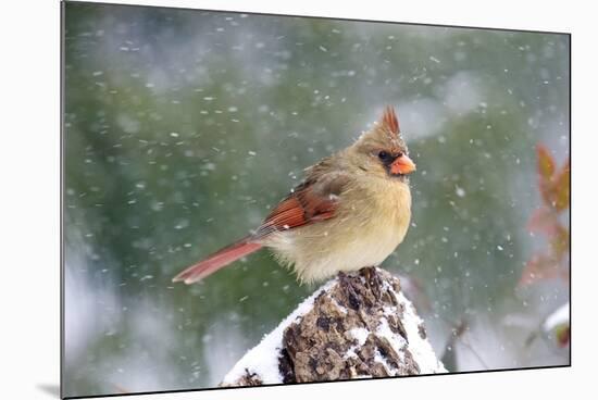 Northern Cardinal-Gary Carter-Mounted Photographic Print