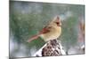 Northern Cardinal-Gary Carter-Mounted Photographic Print