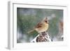 Northern Cardinal-Gary Carter-Framed Photographic Print