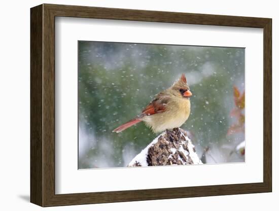 Northern Cardinal-Gary Carter-Framed Photographic Print