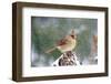 Northern Cardinal-Gary Carter-Framed Photographic Print