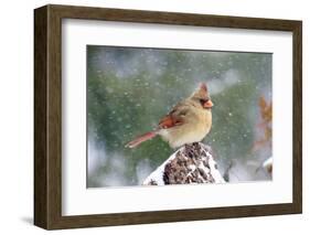 Northern Cardinal-Gary Carter-Framed Photographic Print