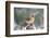 Northern Cardinal-Gary Carter-Framed Photographic Print