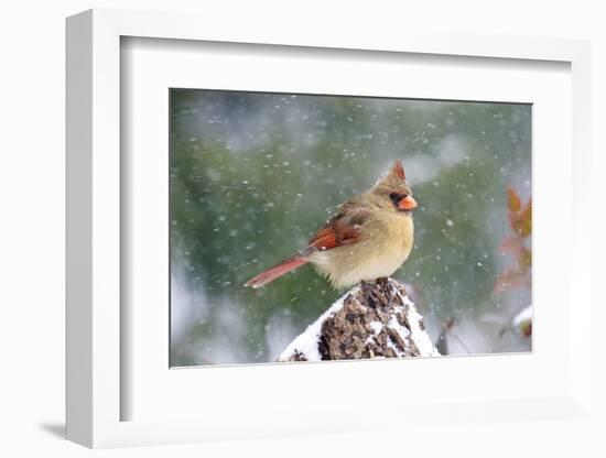 Northern Cardinal-Gary Carter-Framed Photographic Print