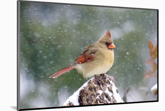 Northern Cardinal-Gary Carter-Mounted Photographic Print