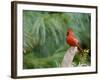 Northern Cardinal-Gary Carter-Framed Photographic Print