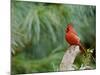 Northern Cardinal-Gary Carter-Mounted Photographic Print