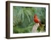 Northern Cardinal-Gary Carter-Framed Photographic Print