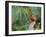 Northern Cardinal-Gary Carter-Framed Photographic Print