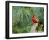 Northern Cardinal-Gary Carter-Framed Photographic Print