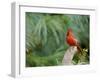 Northern Cardinal-Gary Carter-Framed Photographic Print