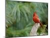 Northern Cardinal-Gary Carter-Mounted Photographic Print