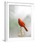 Northern Cardinal-Gary Carter-Framed Photographic Print