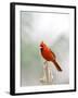 Northern Cardinal-Gary Carter-Framed Photographic Print