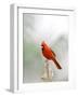 Northern Cardinal-Gary Carter-Framed Photographic Print