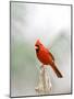 Northern Cardinal-Gary Carter-Mounted Photographic Print