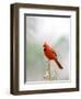 Northern Cardinal-Gary Carter-Framed Photographic Print