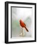 Northern Cardinal-Gary Carter-Framed Photographic Print