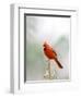 Northern Cardinal-Gary Carter-Framed Photographic Print