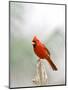 Northern Cardinal-Gary Carter-Mounted Photographic Print