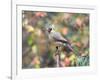 Northern Cardinal-Gary Carter-Framed Photographic Print