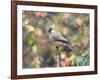 Northern Cardinal-Gary Carter-Framed Photographic Print